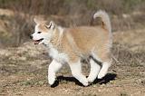AKITA INU 109